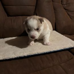 Boy 4 - Tan collar - Sable and white male Siberian Husky puppy in Independence, Wisconsin from Hito's Huskies