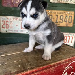 Buster - Black and white male Siberian Husky puppy in Burnsville, North Carolina from Peterson Puppies