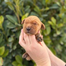 Purple - Dark golden female Golden Retriever puppy in Utah from Deseret Peak Goldens