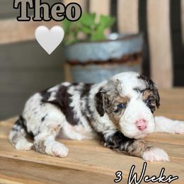 Theo - Chocolate merle male Bernedoodle puppy in Runaway Bay, Texas from Green Ranch Doodles