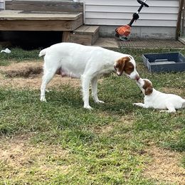 Brittany Puppies from Assets Brittany’s