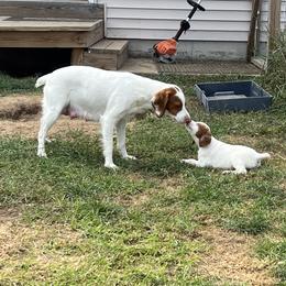 Brittany Puppies from Assets Brittany’s