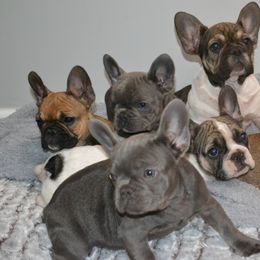 French Bulldog Puppies from House of Wrinkles