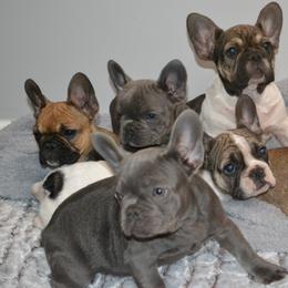 French Bulldog Puppies from House of Wrinkles