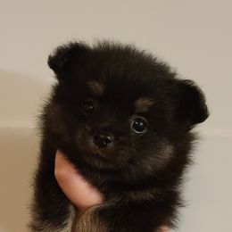 Pomeranian Puppies from Bella Luna Pomeranians