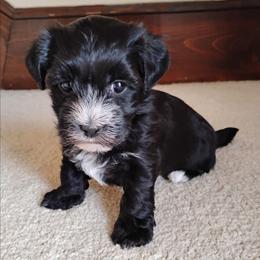 Pepper - Black female Havanese puppy in Kinston, North Carolina from Court Jester Havanese and Prissy Diva Russian Salon Dogs
