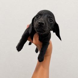 Girl 1 - Black female Dachshund puppy in Camden, North Carolina from 50 shades of dachshund