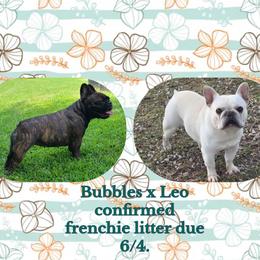 French Bulldog puppies from Angel's Boston Terriers and French Bulldog
