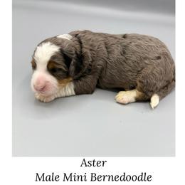 Aster - Blue merle male Bernedoodle puppy in Royse City, Texas from Platinum Bernedoodles of Texas