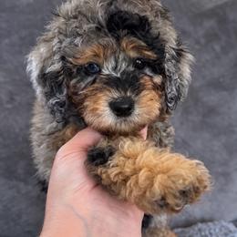Ocean - Merle female Cavapoo puppy in Austin, Texas from Doodles of Central Texas