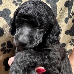 Brown Boy - Silver male Poodle puppy in East Wenatchee, Washington from Stylish Standards