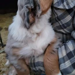 Australian Shepherds from Tanglewood Australian Shepherds