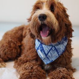 Teddy - Australian Labradoodle