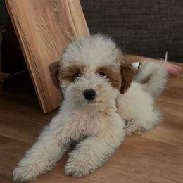 Nalla - Poodle