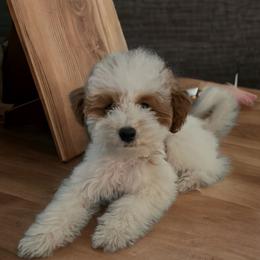 Nalla - Poodle