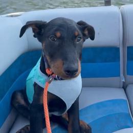 Available female - Black and rust female Beauceron puppy in Patten, Maine from Beaucerons De La Valle Katahdin