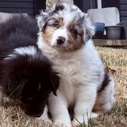 Denali - Blue merle male Australian Shepherd puppy in Celina, Tennessee from CumberlandRidge Australian Shepherds
