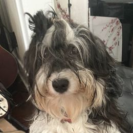 Luna - Havanese