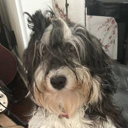 Luna - Havanese