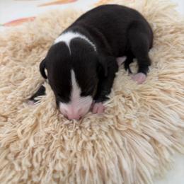 Jaguar - Black male Whippet puppy in Fort Myers, Florida from Rainbow Whippets