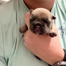 Brennan - Fawn male French Bulldog puppy in Delhi, Louisiana from 4T Ranch