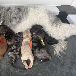Goldendoodle puppies from High Desert Family Doodles