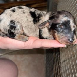 Lainey - Dapple female Dachshund puppy in Goldthwaite, Texas from Mini Mama Dachshunds