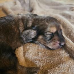 Fancy - Red female Dachshund puppy in Lebanon, Oregon from Willow Moons Dachshunds