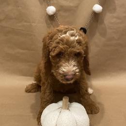 Goldendoodle Puppies from Dhalia’s Doodles