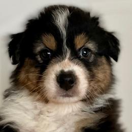 Boy 4 - Australian Shepherd puppy from Saltair Australian Shepherds