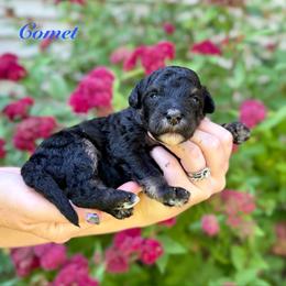 Comet - Phantom male Bernedoodle puppy in Midland, Michigan from Northern Charm Farm