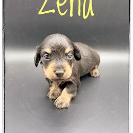 Zena - Black and cream female Dachshund puppy in Cincinnati, Ohio from Caines Dachshund Farm