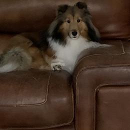 Shetland Sheepdog puppies from ZZ Shelties