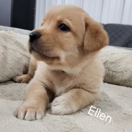 Ellen (pink collar) - Yellow female Labrador Retriever puppy in Greenwich, Ohio from Pure Gem Kennel