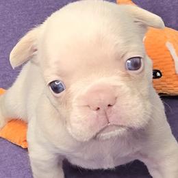 French Bulldogs from MiAdorableFrenchies