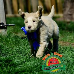 Golden Retriever, Goldendoodle, and Sheepadoodle Puppies from Farmstead 51
