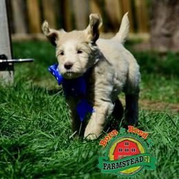 Golden Retriever, Goldendoodle, and Sheepadoodle Puppies from Farmstead 51