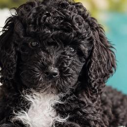 Poodles from Guardian
