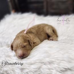 Strawberry - Golden female Cockapoo puppy in Mancelona, Michigan from Lavender poodles & doodles