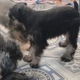 Gemma - Black and silver female Miniature Schnauzer puppy in Ogema, Minnesota from Belinda Donley's Miniature Schnauzer