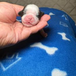 Panda - Black and white male Shih Tzu puppy in Phoenix, Arizona from Spoiled ShihTzu LLC