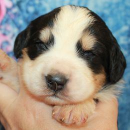 Bernedoodles and Goldendoodles from Quartz Mountain Doodles