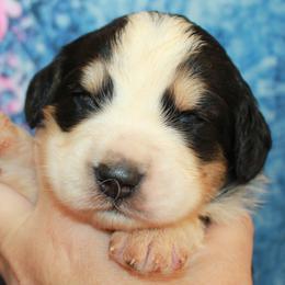 Bernedoodles and Goldendoodles from Quartz Mountain Doodles