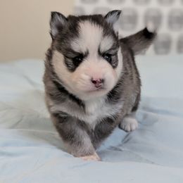 Esko F4 Male - Black and white male Pomsky puppy in Hurleyville, New York from My Crazy Pomskys