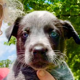 Female 5 - Blue mottled female Australian Cattle Dog puppy in Morton, Mississippi from Heart K Kennels