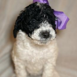 Belle - Parti female Goldendoodle puppy in Saint Louis, Missouri from Jax Doodles