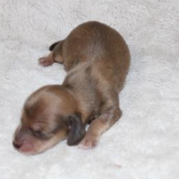 Frosty - Cream male Dachshund puppy in Powderly, Texas from Kuttin’ Up Mini Aussies