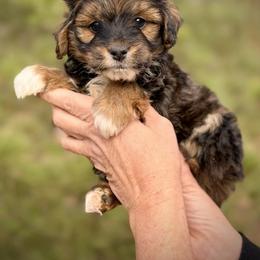 Vale - Black tri-color male Aussiedoodle puppy in Paoli, Indiana from Brambleberry Doodles