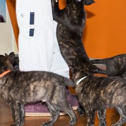 Dutch Shepherds from Sylviane Wildflower DSK (Dutch Shepherd Kennel) California