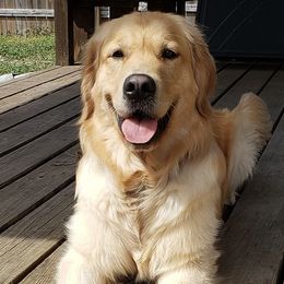 Golden Retrievers from Robertson Retrievers